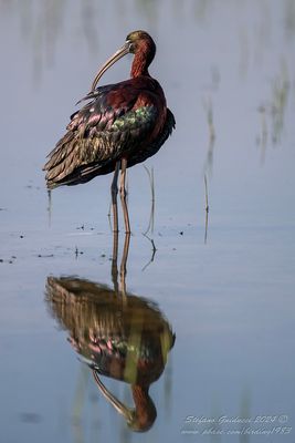 Mignattaio (Plegadis falcinellus) - Glossy Ibis