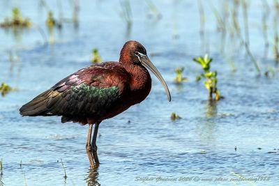 Mignattaio (Plegadis falcinellus) - Glossy Ibis