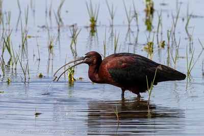 Mignattaio (Plegadis falcinellus) - Glossy Ibis