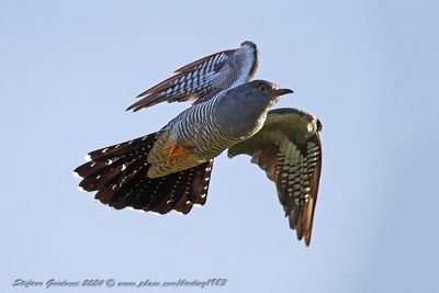 Cuculo (Cuculus canorus) - Common Cuckoo