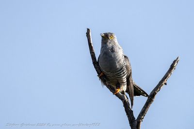 Cuculo (Cuculus canorus) - Common Cuckoo