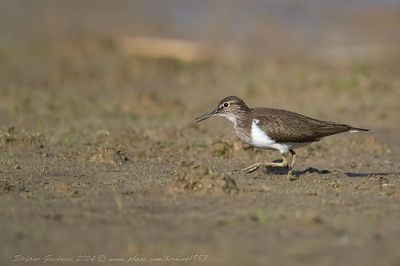 Piro piro piccolo (Actitis hypoleucos) - Common Sandpiper