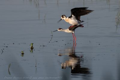 Cavaliere d'Italia (Himantopus himantopus) - Black-winged Stilt