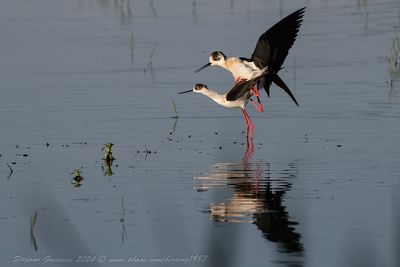 Cavaliere d'Italia (Himantopus himantopus) - Black-winged Stilt