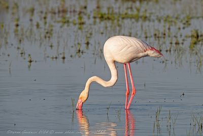 Fenicottero rosa (Phoenicopterus roseus) - Greater flamingo