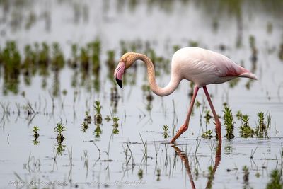 Fenicottero rosa (Phoenicopterus roseus) - Greater flamingo