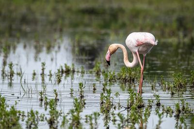Fenicottero rosa	( Greater Flamingo )