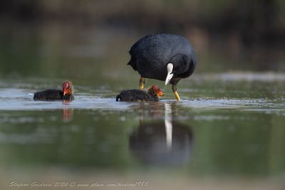Folaga (Fulica atra) - Eurasian Coot