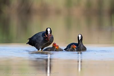 Folaga (Fulica atra) - Eurasian Coot