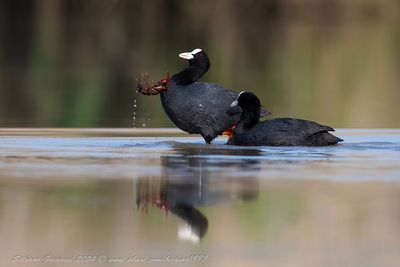 Folaga (Fulica atra) - Eurasian Coot