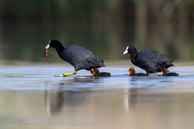 Folaga (Fulica atra) - Eurasian Coot