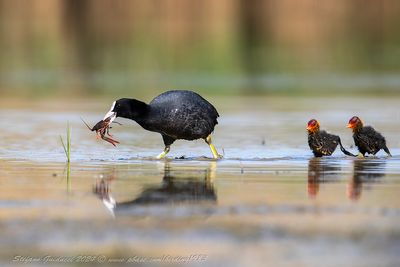 Folaga (Fulica atra) - Eurasian Coot