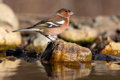 Fringuello (Fringilla coelebs) - Common Chaffinch