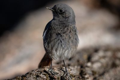 Codirosso spazzacamino (Phoenicurus ochruros ) - Black Redstart