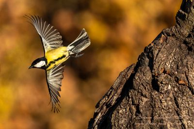 Cinciallegra (Parus major)