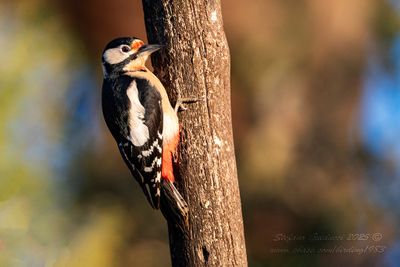 Picchio rosso maggiore (Dendrocopos major) - Great Spotted Woodpecker