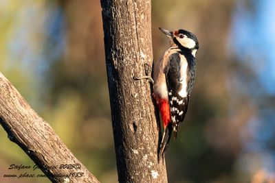 Picchio rosso maggiore (Dendrocopos major) - Great Spotted Woodpecker