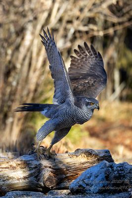 Astore (Accipiter gentilis) - Eurasian Goshawk