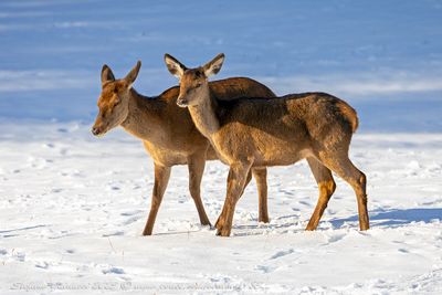 Cervo nobile (Cervus elaphus)