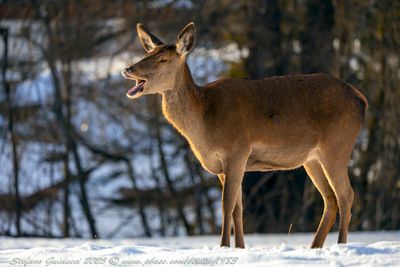 Cervo nobile (Cervus elaphus)