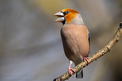 Frosone ♂ (Coccothraustes coccothraustes) - Hawfinch