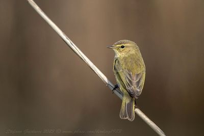 Lu piccolo (Phylloscopus collybita) - Common Chiffchaff