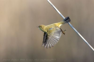 Lu piccolo (Phylloscopus collybita) - Common Chiffchaff
