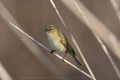 Lu piccolo (Phylloscopus collybita) - Common Chiffchaff