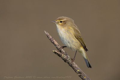 Lu piccolo (Phylloscopus collybita) - Common Chiffchaff