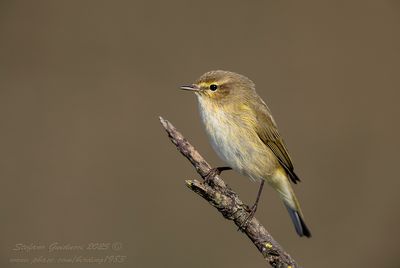 Lu piccolo (Phylloscopus collybita) - Common Chiffchaff