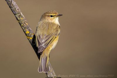Lu piccolo (Phylloscopus collybita) - Common Chiffchaff