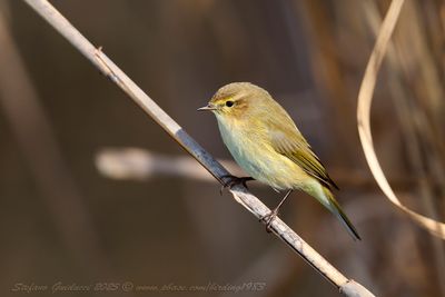Lu piccolo (Phylloscopus collybita) - Common Chiffchaff