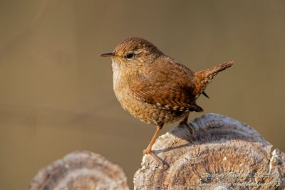 Scricciolo (Troglodytes troglodytes) - Eurasian Wren