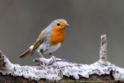 Pettirosso (Erithacus rubecula) - European robin