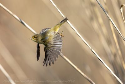 Lu piccolo (Phylloscopus collybita) - Common Chiffchaff
