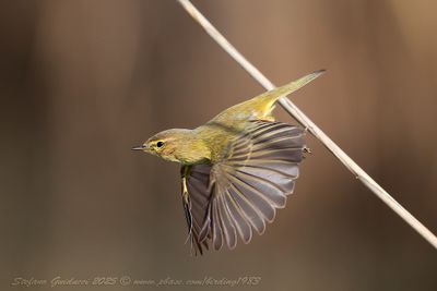 Lu piccolo (Phylloscopus collybita) - Common Chiffchaff