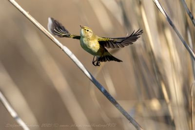 Lu piccolo (Phylloscopus collybita) - Common Chiffchaff