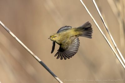 Lu piccolo (Phylloscopus collybita) - Common Chiffchaff