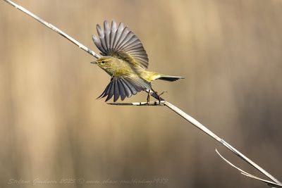 Lu piccolo (Phylloscopus collybita) - Common Chiffchaff