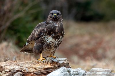 Poiana (Buteo buteo) - Common Buzzard