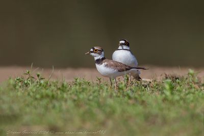 Corriere piccolo (Charadrius dubius) - Little Ringed Plover