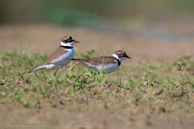 Corriere piccolo (Charadrius dubius) - Little Ringed Plover