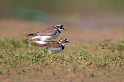 Corriere piccolo (Charadrius dubius) - Little Ringed Plover