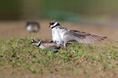 Corriere piccolo (Charadrius dubius) - Little Ringed Plover