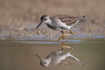 Piro piro boschereccio (Tringa glareola) -Wood Sandpiper
