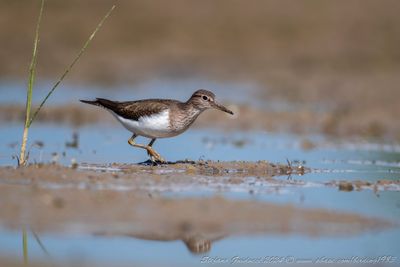 Piro piro piccolo (Actitis hypoleucos) - Common Sandpiper
