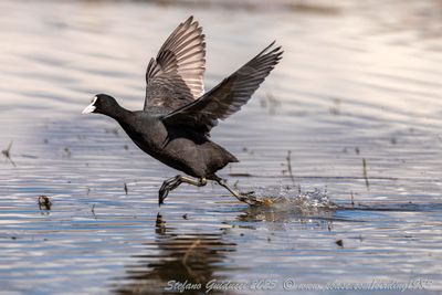 Folaga (Fulica atra) - Common coot