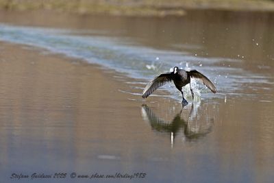 Folaga (Fulica atra) - Common coot
