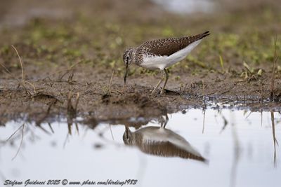 Piro piro culbianco (Tringa ochropus) - Green sandpiper 