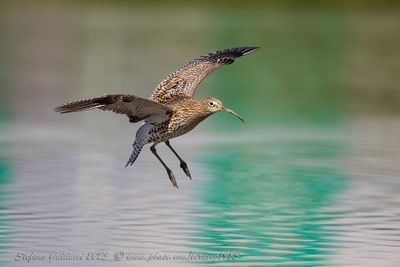 Chiurlo maggiore (Numenius arquata) - Eurasian Curlew